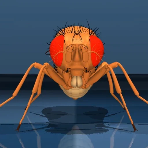 Male fruit fly brain logo